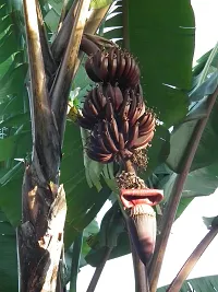 Natural Banana Plant-thumb2