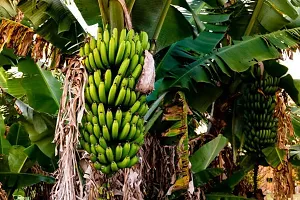 Natural Banana Plant-thumb3