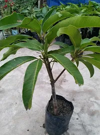 Natural Mango Plant-thumb1