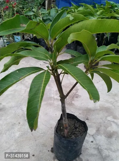 Natural Mango Plant-thumb2