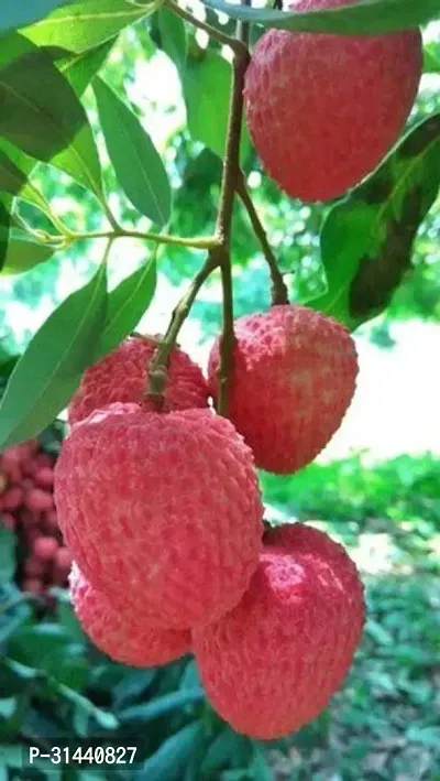 Natural Litchi Plant-thumb0