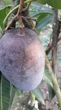 Mango Plant-thumb1