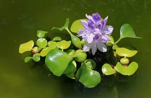 Natural Water Pennywort Plant-thumb4