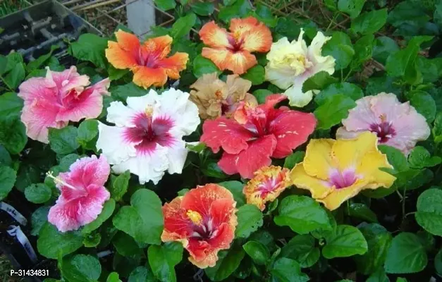 Natural Hibiscus Plant