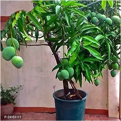 Mango Plant