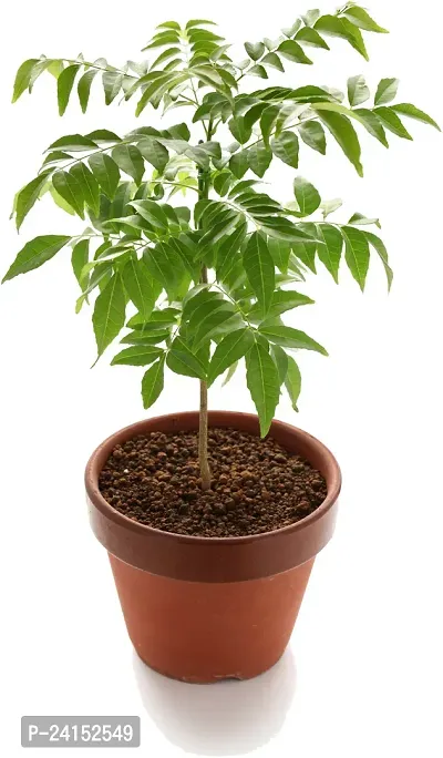 Curry Leaf Plant