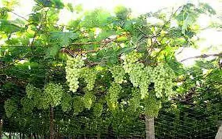 Natural Grape Plant-thumb3