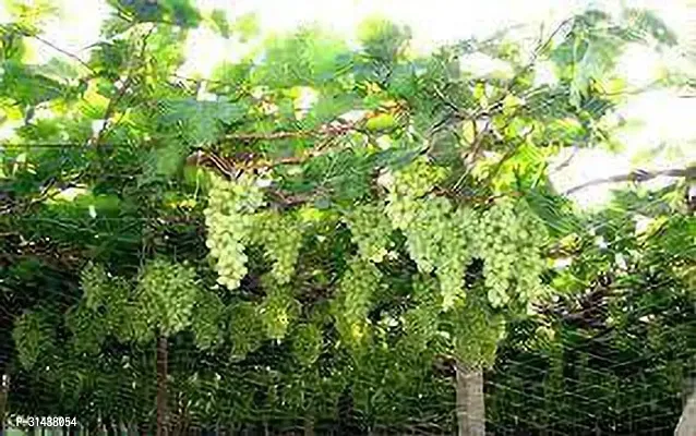 Natural Grape Plant-thumb4