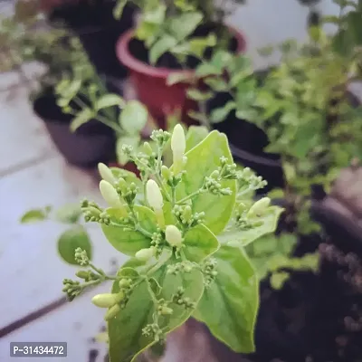 Natural Jasmine Plant