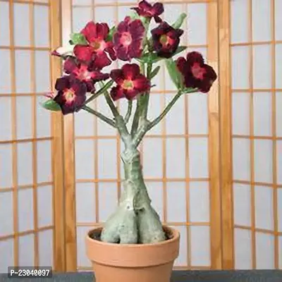 Natural Adenium Obesum Seeds Desert-thumb0