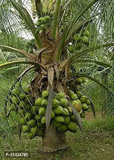 Natural Coconut Plant-thumb0