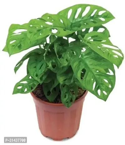 Natural Philodendron Plant