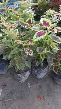 Natural Coleus Plant-thumb1