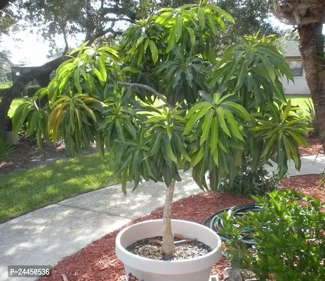 Natural Mango Plant