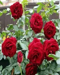 Natural Rose Plant-thumb2