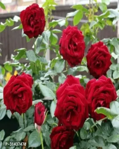 Natural Rose Plant-thumb3