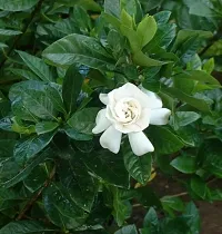 Jasmine Plant-thumb1