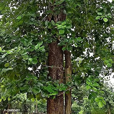 Natural Red Sandalwood Plant