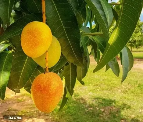 Natural Mango Plant-thumb2