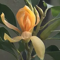 Golden Champa Plant-thumb1