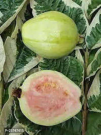 Guava Plant-thumb3