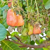 Natural Cashew Plant-thumb2