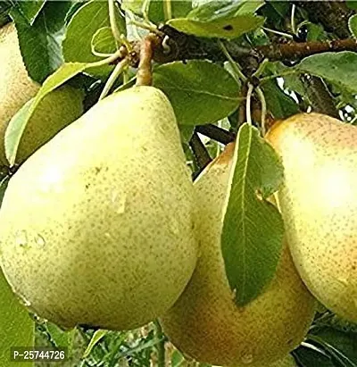 Pear Plant-thumb3