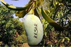 Natural Mango Plant-thumb1