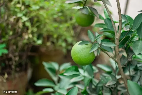 Lemon Plant