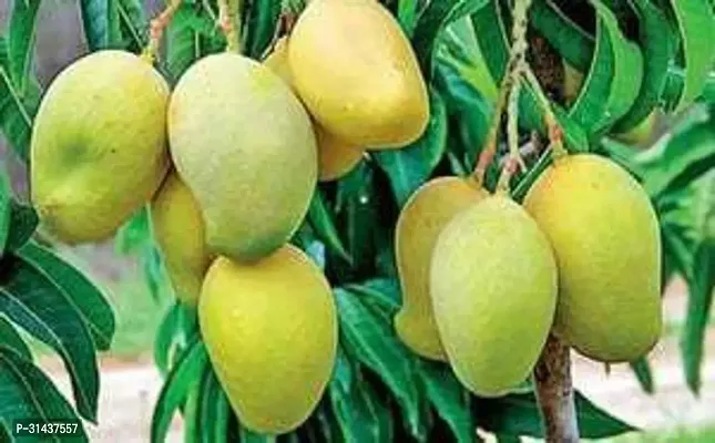 Natural Mango Plant-thumb0