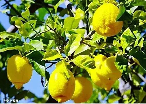 Lemon Plant-thumb3
