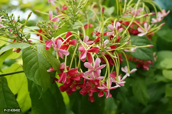 Natural Madhumalti/Rangoon Creeper Plant-thumb0