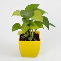 Natural Money Plant-thumb1