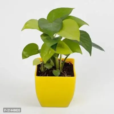 Natural Money Plant-thumb2