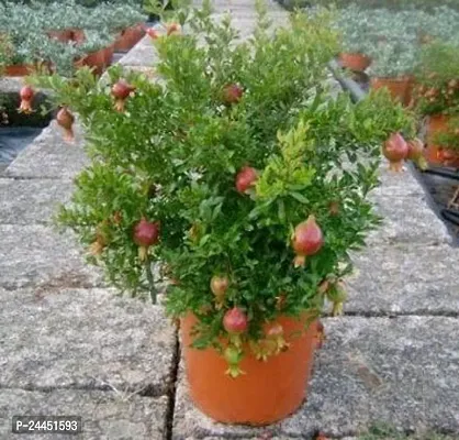 Natural Pomegranate Plant-thumb0