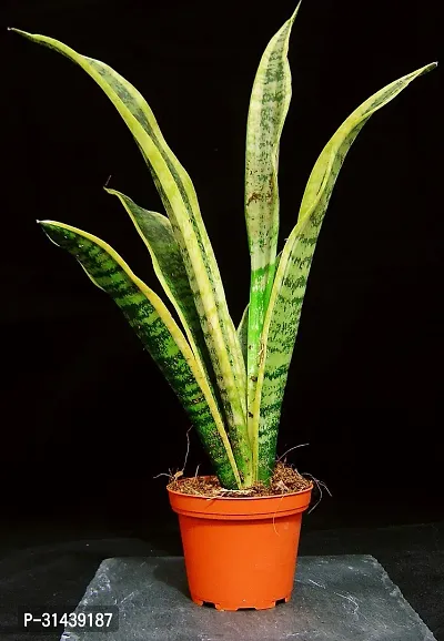 Natural Snake Plant-thumb0