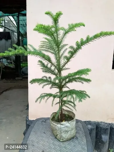 Christmas Tree Plant