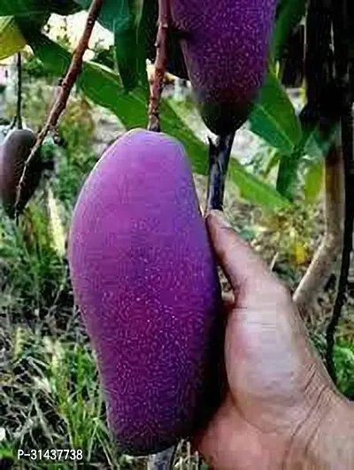 Natural Mango Plant-thumb0