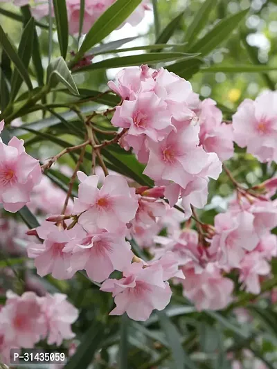 Natural Oleander Plant-thumb0