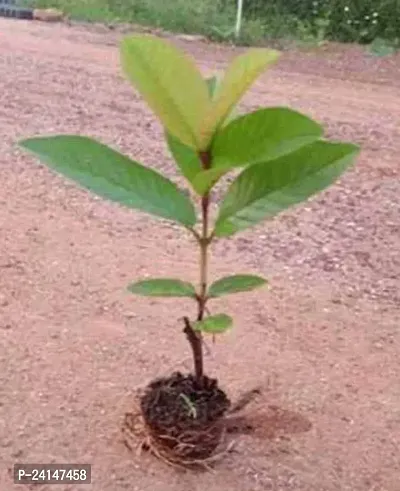 Guava Plant-thumb0