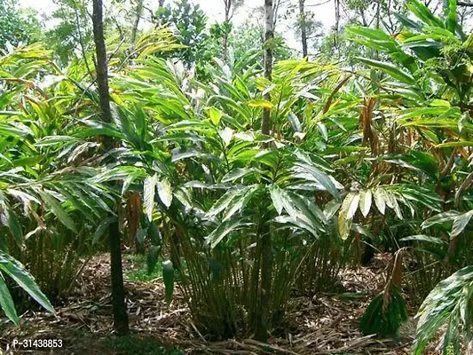 Natural Elaichi/Cardamom Plant-thumb4