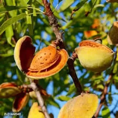 Natural Almond Plant-thumb0