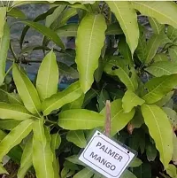 Natural Mango Plant-thumb1