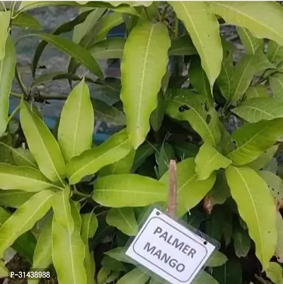 Natural Mango Plant-thumb2