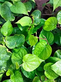 Natural Betal Leaf Plant-thumb1