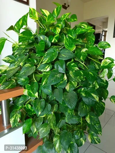 Natural Money Plant-thumb3