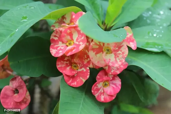 Euphorbia Plant