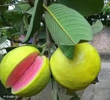 Natural Guava Plant-thumb0