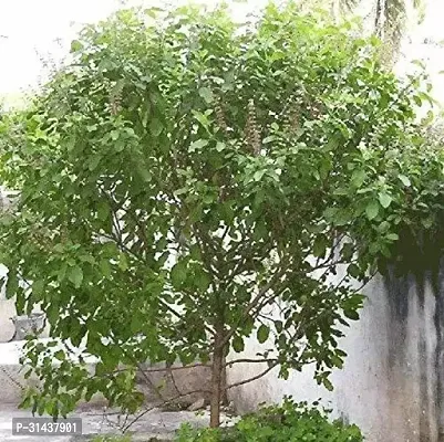 Natural Tulsi Plant