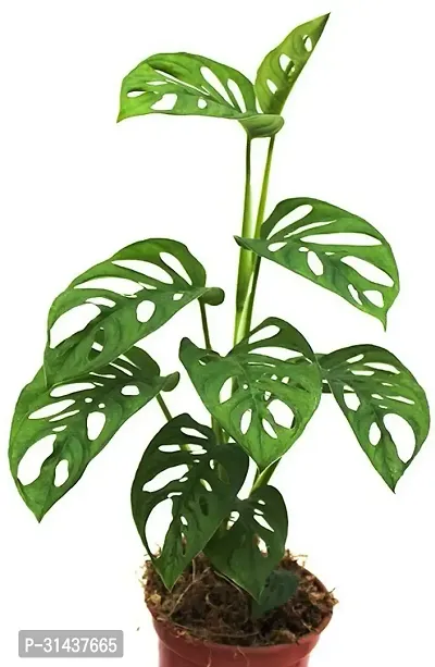 Natural Philodendron Plant-thumb0